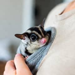 Person carrying a sugar glider against their body in a bonding pouch
