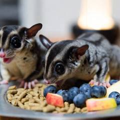 Sugar glider undergoing a wellness check with an exotic veterinarian