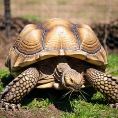 Sulcata tortoise hatchling beside an outdoor enclosure under construction