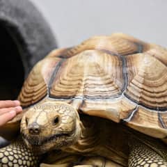 Sulcata tortoise shell being examined for signs of pyramiding