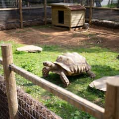 Outdoor sulcata tortoise enclosure with heated shelter and buried fencing