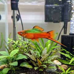A group of colorful swordtails swimming in a well-planted long aquarium