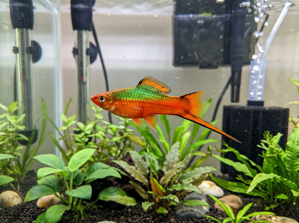 A group of colorful swordtails swimming in a well-planted long aquarium