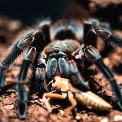 Tarantula feeding on a cricket inside its enclosure