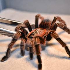 Tarantula being gently guided with long tongs during enclosure maintenance
