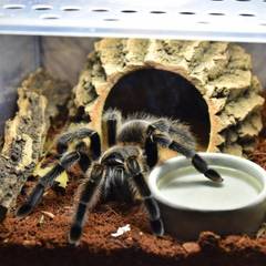 Tarantula enclosure with substrate, cork bark hide, and water dish