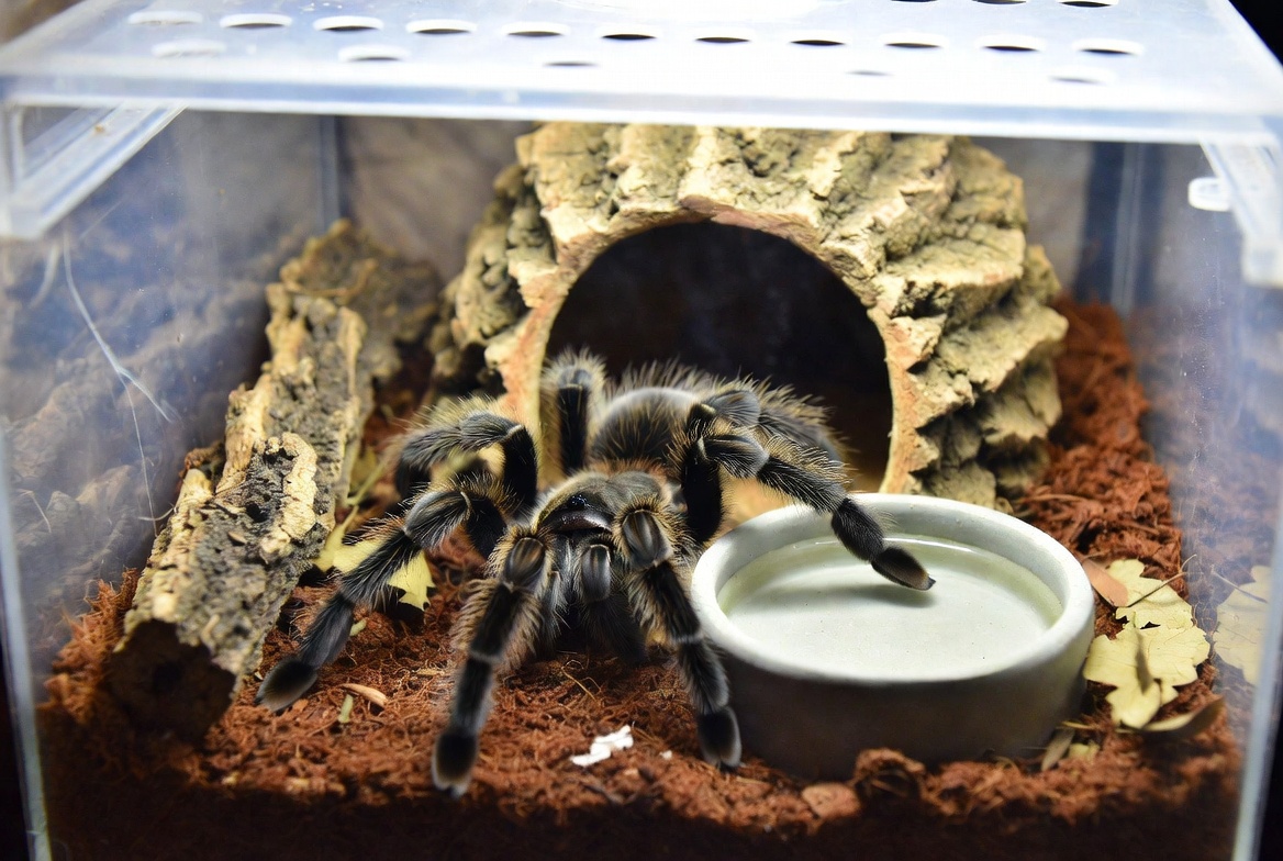 Tarantula enclosure with substrate, cork bark hide, and water dish