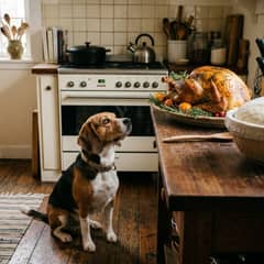 A beagle sitting on a kitchen floor looking up at a roasted turkey resting on a counter, a bowl of rising bread dough covered with a cloth beside it