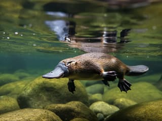 A platypus swimming underwater in a clear Australian freshwater stream, its distinctive bill and webbed feet visible