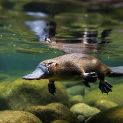 Platypus Facts: Nature's Bizarre Mammal
