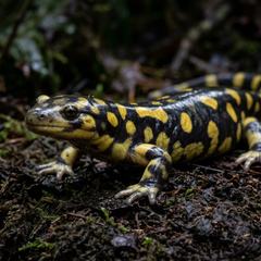 Tiger salamander partially burrowed in deep moist substrate in a simple tank setup