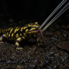A yellow-blotched tiger salamander at night taking an earthworm from soft-tipped feeding tongs above damp soil