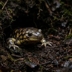 Tiger salamander partially burrowed in deep moist substrate, only its head visible
