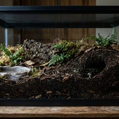 Tiger salamander partially burrowed in deep moist substrate, showing its burrow entrance