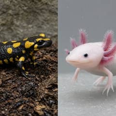 A tiger salamander and an axolotl side by side for comparison