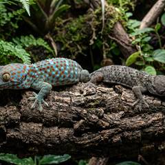 Captive-bred tokay gecko color morph next to a wild-caught tokay gecko illustrating the price and quality difference