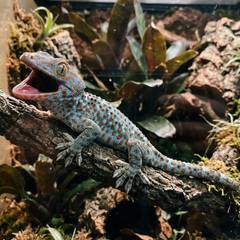 Tokay gecko in a defensive gaping posture inside its enclosure