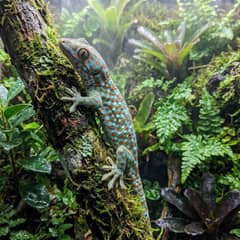 Tokay gecko undergoing a vet exam to check for signs of illness