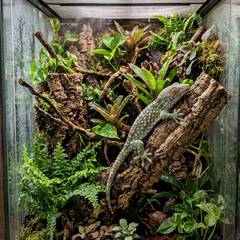 Vertical tokay gecko enclosure with climbing branches, cork bark, and misted foliage at every level