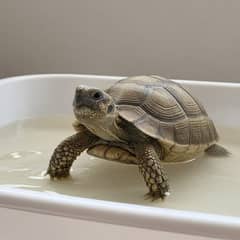 A small tortoise standing in a shallow tub of warm water that reaches its elbows, with its head raised and its shell dry above the waterline