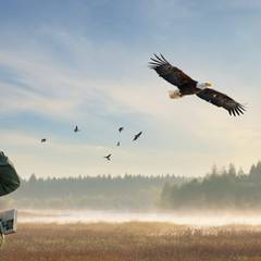 A birdwatcher using binoculars in a scenic outdoor wetland setting with a bald eagle soaring in the background