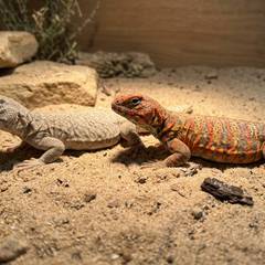 Colorful uromastyx basking in a large enclosure, illustrating the setup this species' cost of ownership requires