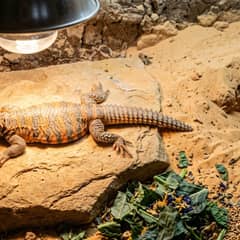 A uromastyx flattened on hot stone under a basking lamp beside a deep sand burrow