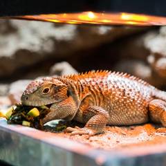Uromastyx eating chopped dark leafy greens and squash under a basking light