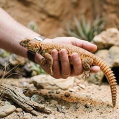 Uromastyx being gently scooped from below during a handling session