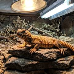 Uromastyx undergoing a vet exam to check for signs of illness