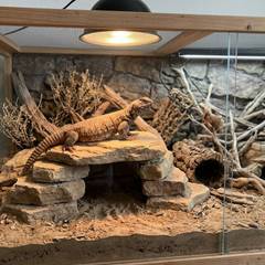 Uromastyx enclosure with deep burrowing substrate, basking stack, and halogen lighting