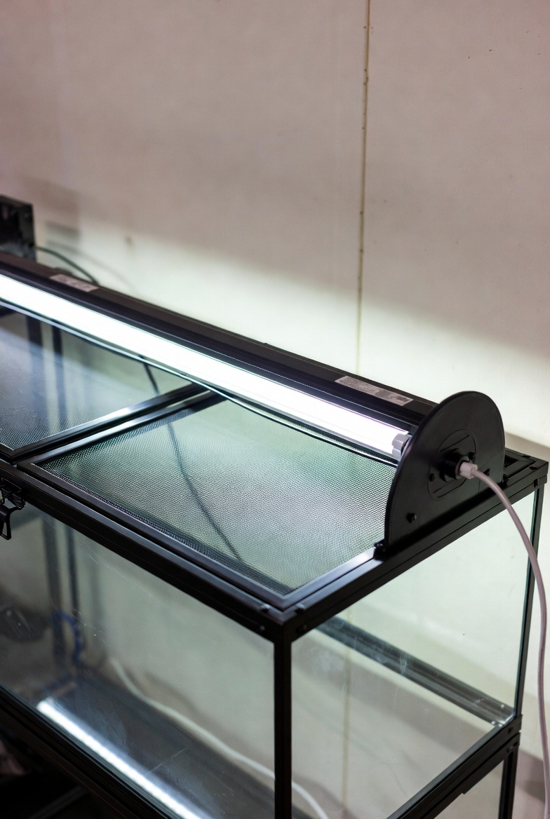 Bearded dragon under a modern T5 UVB light fixture showing proper lighting gradient