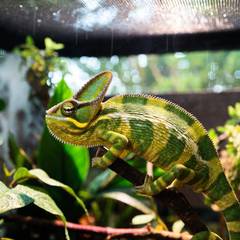 Veiled chameleon perched in a fully planted screen enclosure