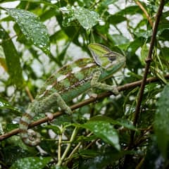 A veiled chameleon gripping a branch in a heavily planted screen enclosure