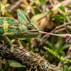 A veiled chameleon catching a calcium-dusted cricket with its tongue