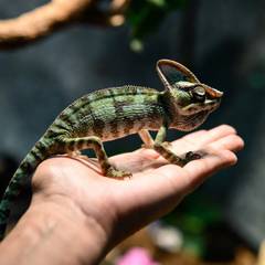 Veiled chameleon calmly climbing onto an open, upturned palm