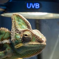Veiled chameleon at an exotic vet exam being checked for early signs of illness
