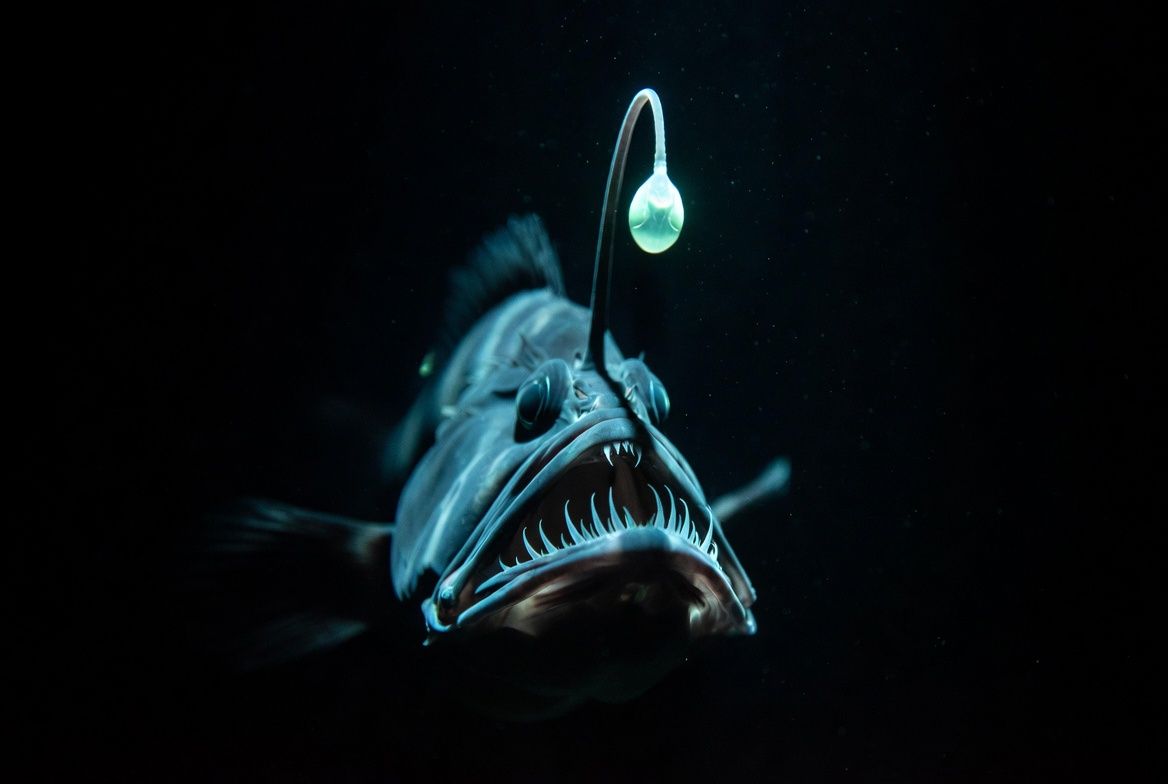 A female deep sea anglerfish in darkness, lit only by the glowing bioluminescent lure suspended above her jaw