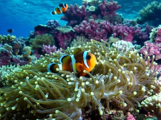An orange clownfish with white bands nestled among the tentacles of a sea anemone on a coral reef