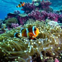 An orange clownfish with white bands nestled among the tentacles of a sea anemone on a coral reef
