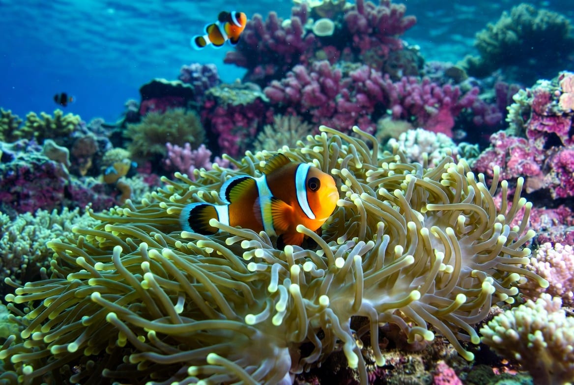 An orange clownfish with white bands nestled among the tentacles of a sea anemone on a coral reef