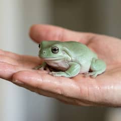 Person gently holding a White's tree frog with clean, water-rinsed hands