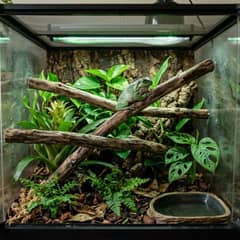 White's tree frog enclosure with climbing branches, broad leaves, and a misted glass front