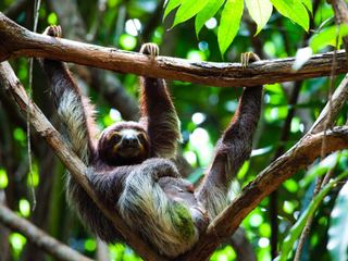 A three-toed sloth hanging from a branch in rainforest canopy, its claws hooked over the limb