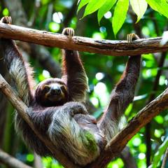 A three-toed sloth hanging from a branch in rainforest canopy, its claws hooked over the limb