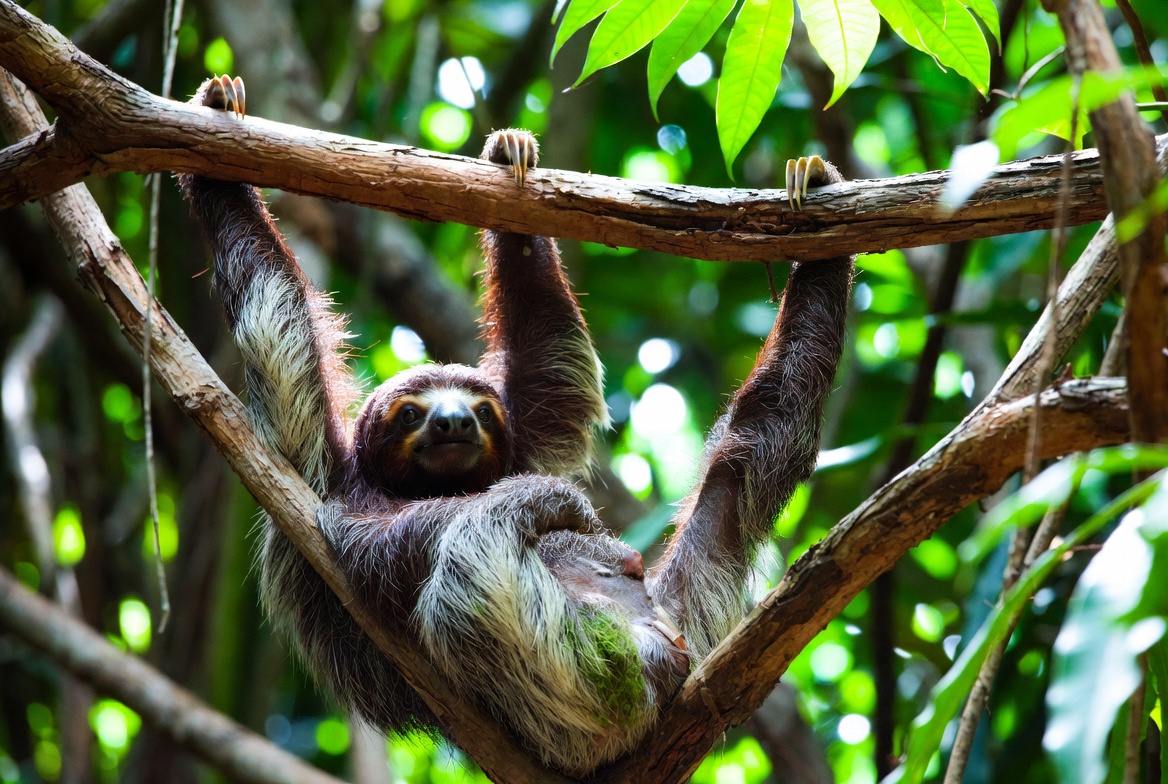 A three-toed sloth hanging from a branch in rainforest canopy, its claws hooked over the limb