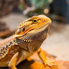 "A healthy adult bearded dragon with vibrant orange and yellow scales basks on a sunlit rock. Its prominent spiky beard, textured skin, and alert expression are highlighted in warm natural lighting."