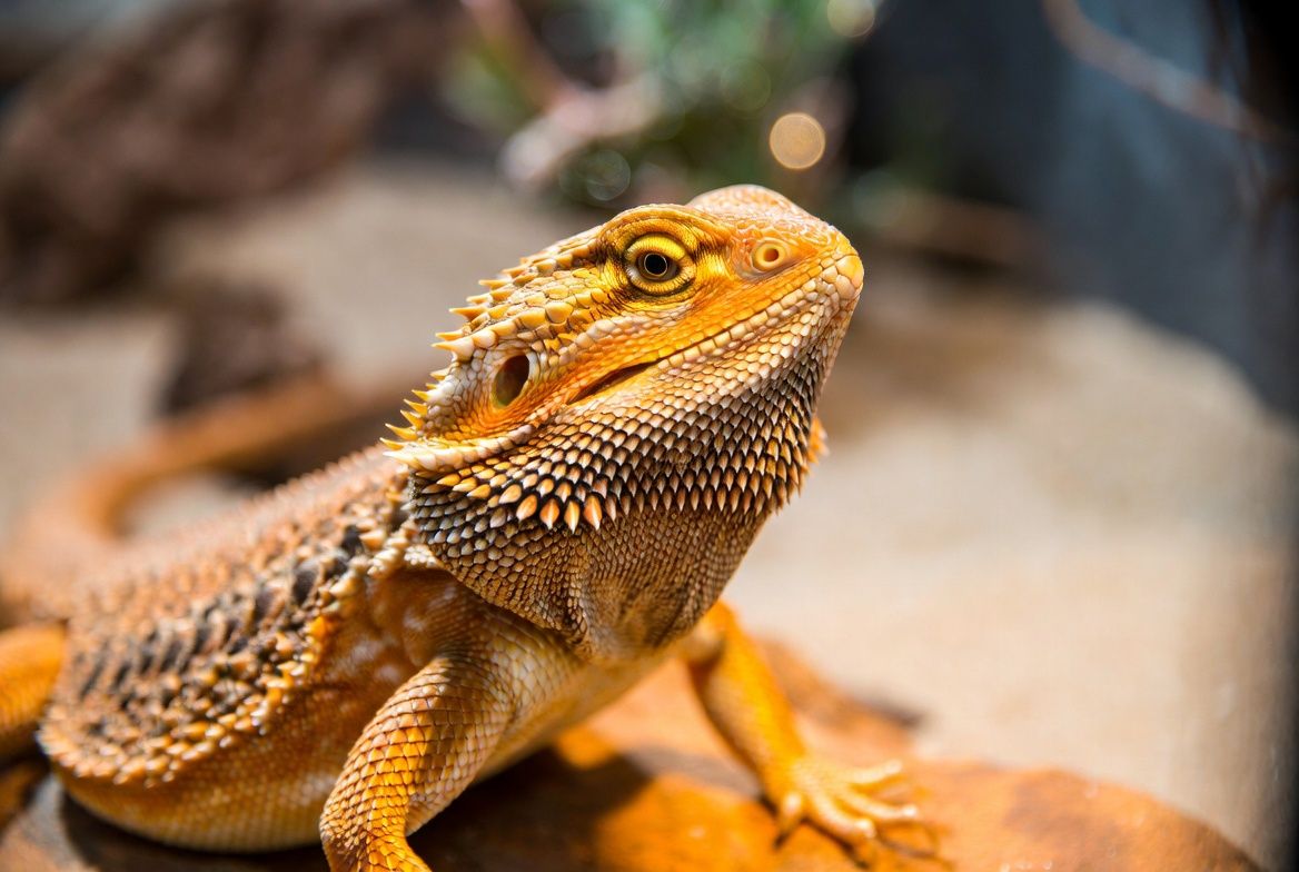 "A healthy adult bearded dragon with vibrant orange and yellow scales basks on a sunlit rock. Its prominent spiky beard, textured skin, and alert expression are highlighted in warm natural lighting."