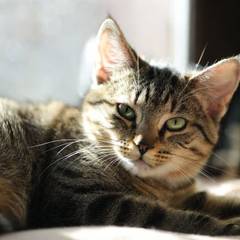 "A relaxed tabby cat with striking green eyes lounges in warm sunlight on a soft surface. Its detailed striped fur and content expression are beautifully highlighted in soft natural lighting."