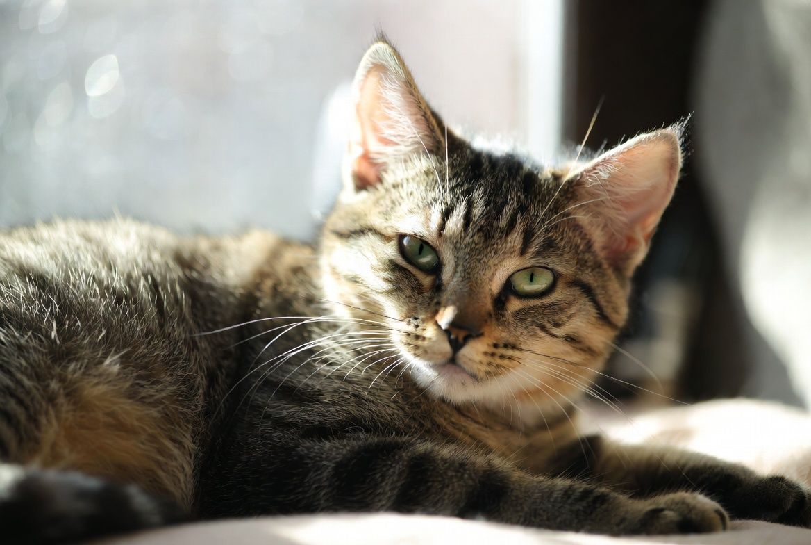 "A relaxed tabby cat with striking green eyes lounges in warm sunlight on a soft surface. Its detailed striped fur and content expression are beautifully highlighted in soft natural lighting."